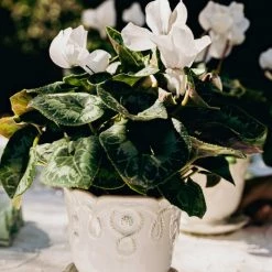 Juliska Jardin Du Monde Whitewash Ceramic Pot -Juliska Sales unnamed file 143