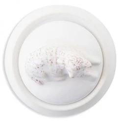 Juliska Clever Creatures Henri Lamb Lidded Jar -Juliska Sales unnamed file 752